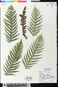 Woodwardia fimbriata image