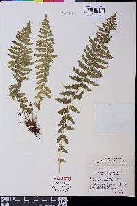 Athyrium filix-femina var. cyclosorum image