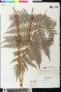 Woodwardia fimbriata image