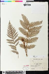 Woodwardia fimbriata image