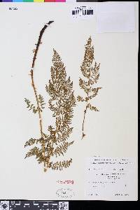 Athyrium distentifolium image