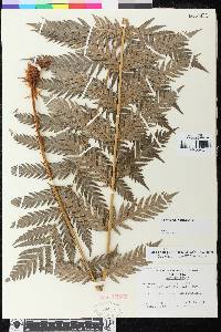 Woodwardia fimbriata image