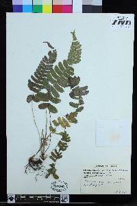 Blechnum appendiculatum image