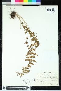 Woodsia montevidensis image