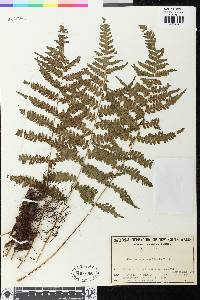 Deparia japonica image