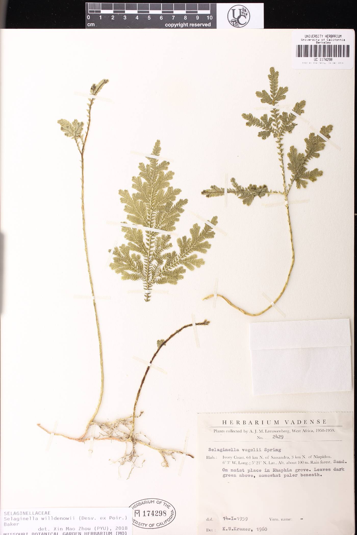 Selaginella willdenowii image