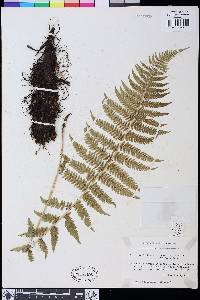 Athyrium filix-femina image