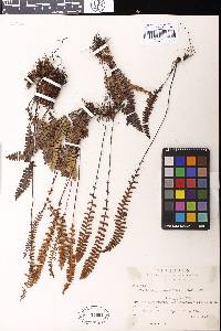 Image of Austroblechnum penna-marina