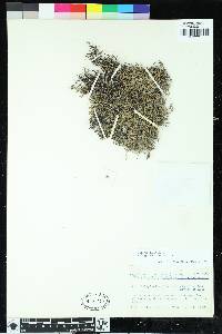 Selaginella vardei image