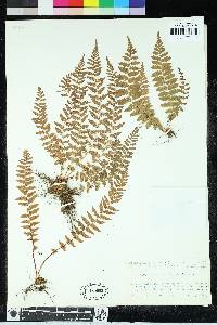 Woodsia manchuriensis image