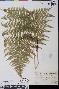 Athyrium filix-femina var. cyclosorum image