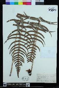 Blechnum occidentale image