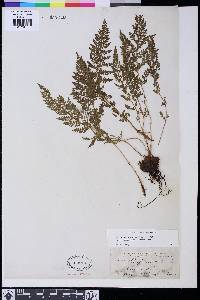 Athyrium distentifolium image