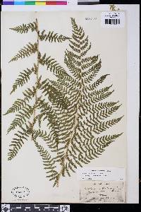 Athyrium filix-femina var. cyclosorum image