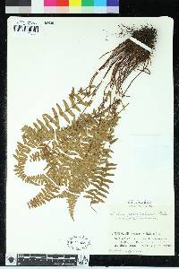 Woodsia polystichoides image