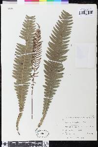 Austroblechnum doodioides image