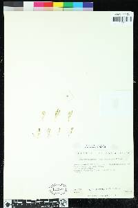 Selaginella gracillima image