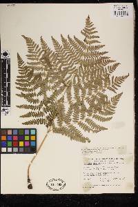 Pteridium aquilinum image