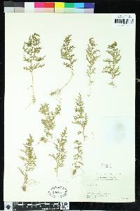 Selaginella chrysocaulos image