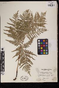 Pteridium aquilinum image