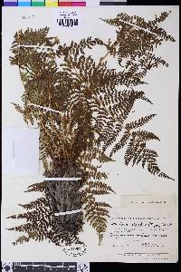 Athyrium distentifolium image