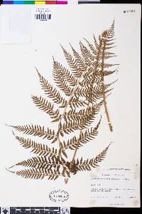 Athyrium yokoscense image