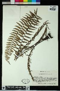 Asplenium protensum image