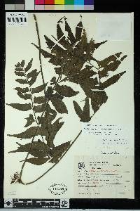 Hymenasplenium triquetrum image