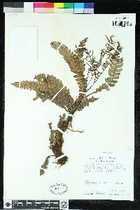 Austroblechnum lehmannii image