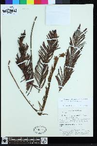 Lomariocycas columbiensis image