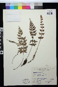 Asplenium aethiopicum image