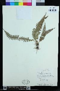 Blechnum polypodioides image