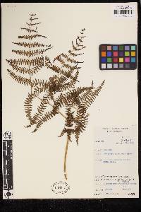 Pteridium aquilinum image