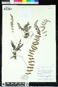 Woodsia montevidensis image