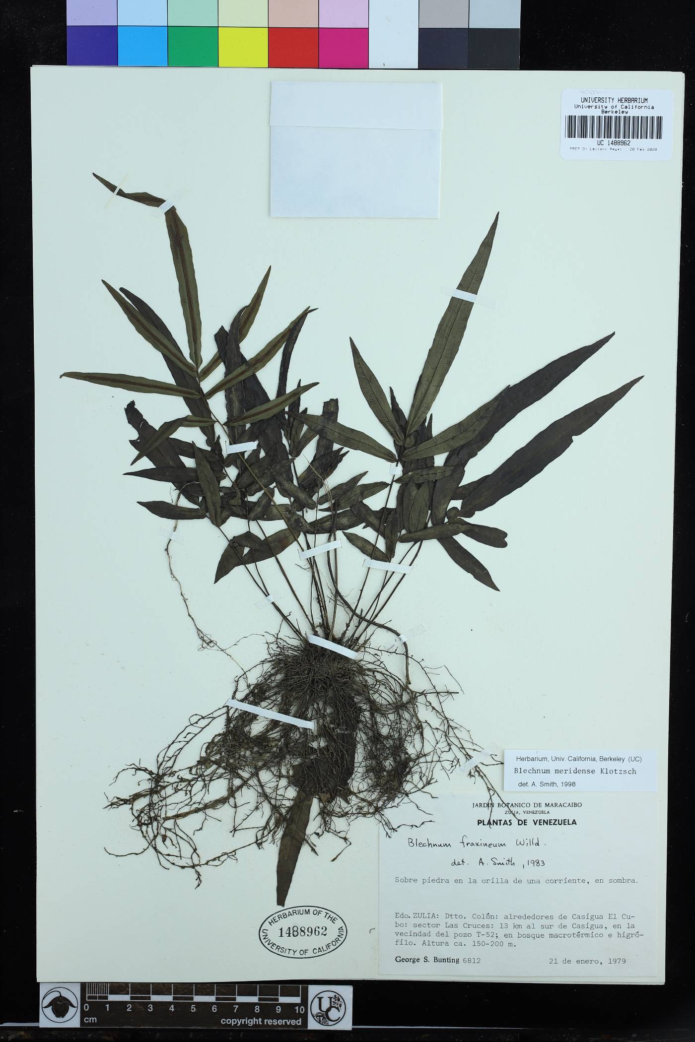 Blechnum meridense image