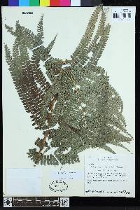 Polystichum stuebelii image