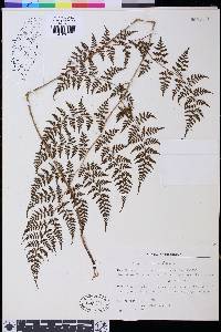 Athyrium atkinsonii image