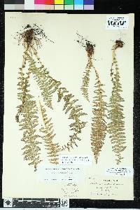 Woodsia canescens image