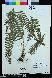 Blechnum polypodioides image