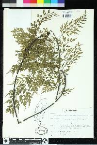 Asplenium neolaserpitifolium image