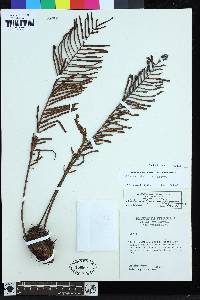 Lomariocycas columbiensis image