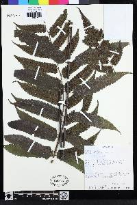 Diplazium urticifolium image