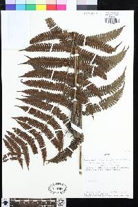 Steiropteris leprieurii var. subcostalis image