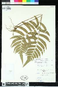 Hymenasplenium delitescens image
