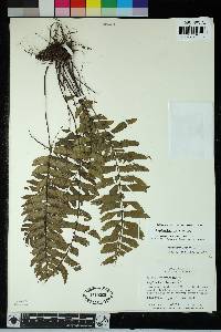 Hymenasplenium laetum image