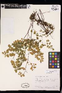 Adiantum raddianum image