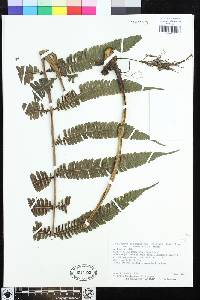 Steiropteris leprieurii var. subcostalis image