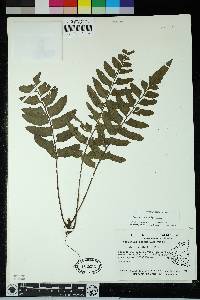 Hymenasplenium riparium image