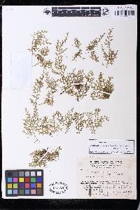 Selaginella pubimarginata image