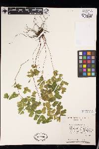 Adiantum raddianum image